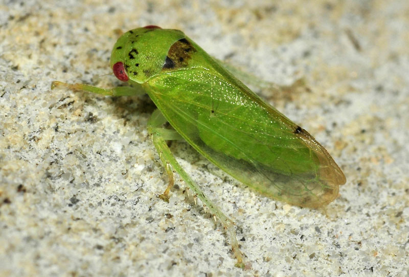 Iassus scutellaris  e  Iassus lanio 2 specie a confronto